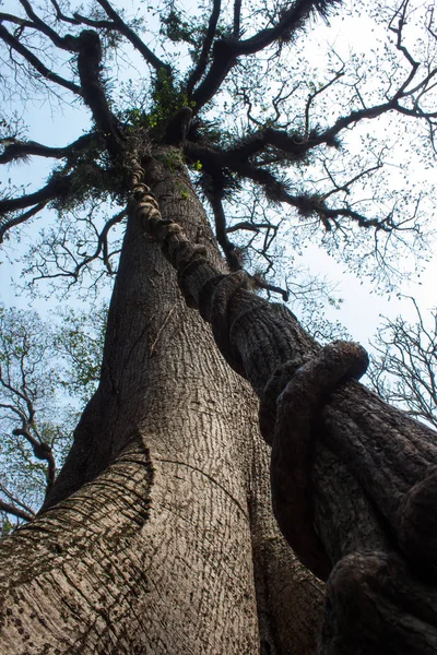 Dev uzun ağaç kökünden gördüm