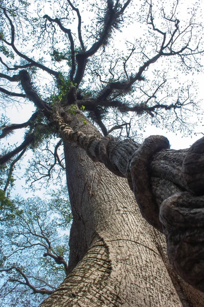 Dev Uzun Ağaç Kökünden Gördüm — Stok fotoğraf