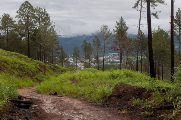 Çamlar ve ağaçlar kesilmiş ya da canlı