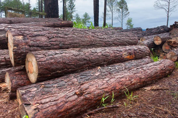 Pines and trees cut or alive