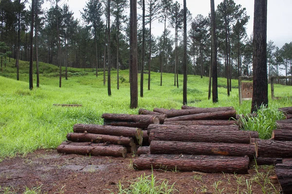 Çamlar ve ağaçlar kesilmiş ya da canlı
