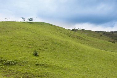 Duvar kağıdı tohumu için tepe ve yeşil çim