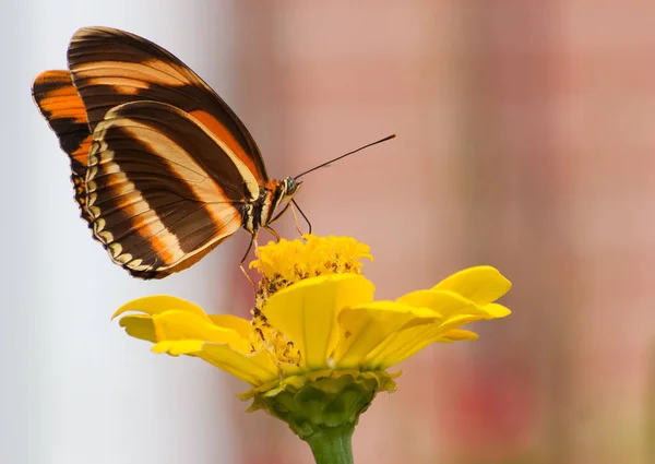 Renkli çiçek bahçesinde kelebekler
