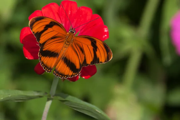 Renkli çiçek bahçesinde kelebekler