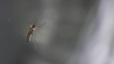 Midge mosqito sivrisinek cam