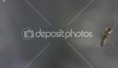 Midge mosqito sivrisinek cam