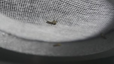 Midge mosqito sivrisinek cam