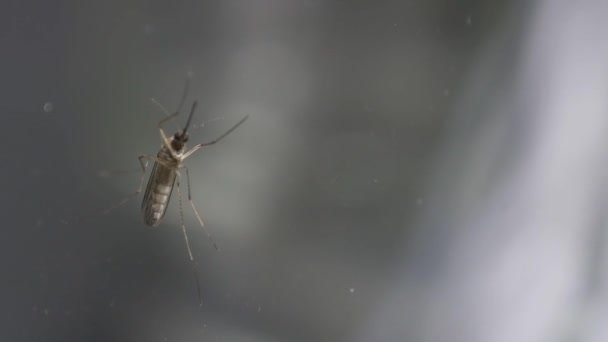 Mosquito Midge Mosqito Vidro — Vídeo de Stock