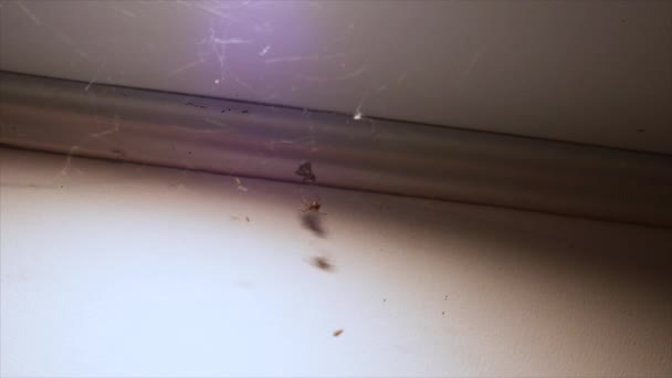 Die Spinne Jagt Die Fliege — Stockvideo
