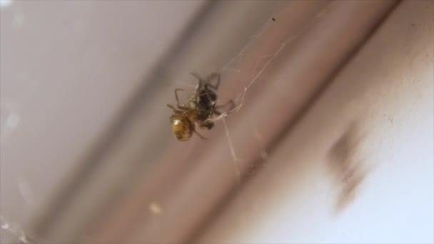 Spider Hunts Fly — Stock Video