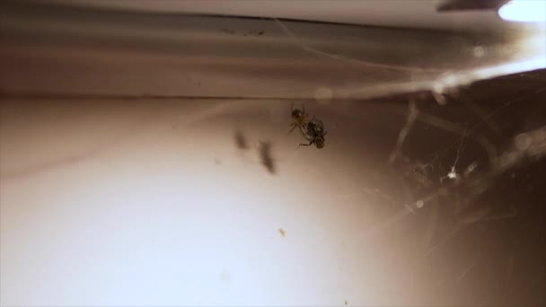 蜘蛛狩り場 — ストック動画