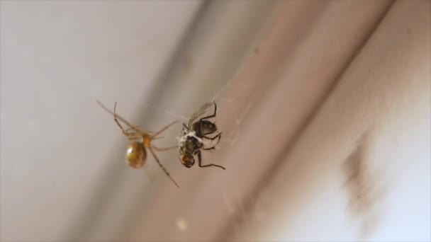 Aranha Caça Para Mosca — Vídeo de Stock