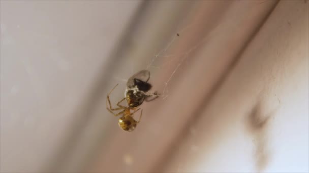 Aranha Caça Para Mosca — Vídeo de Stock