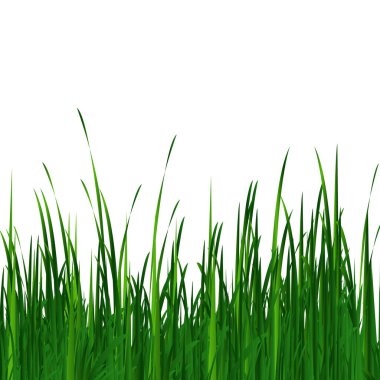 Yeşil çimen baharı ya da yaz çimenleri. Şeffaf arkaplanda fotoğraf gerçekçi çimen.