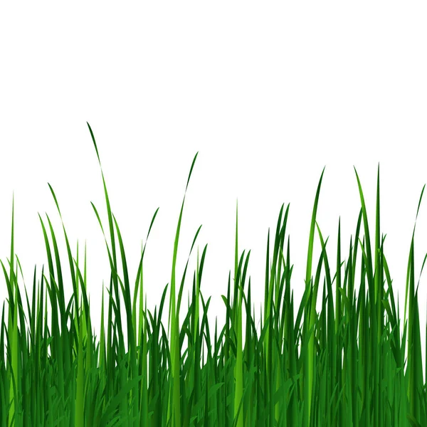 Green Grass Spring Summer Grass Lawn Photo Realistic Grass Transparent — Stock Vector