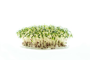 filizlenmişti tohumları. lahanası cress marul tohumu. Yeşiller