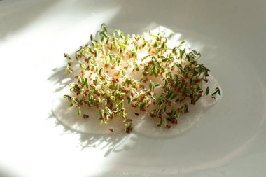 filizlenmişti tohumları. lahanası cress marul tohumu. Yeşiller