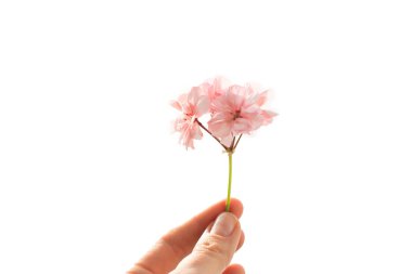 küçük pembe Sardunya buket beyaz kar karşı elinde çiçekler, çiçekler kış, yaz ve kış, tezat mevsim karşı
