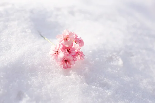 Un pequeño ramo de flores de geranio rosa se encuentra en la nieve, espacio de copia, espacio para la primavera de texto, el día de la madre, 8 de marzo, el día internacional de la mujer, micro ramo, macro, geranio en invierno —  Fotos de Stock