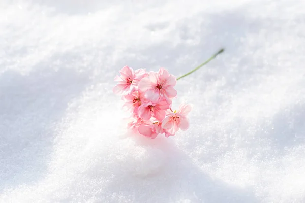 Un pequeño ramo de flores de geranio rosa se encuentra en la nieve, espacio de copia, espacio para la primavera de texto, el día de la madre, 8 de marzo, el día internacional de la mujer, micro ramo —  Fotos de Stock