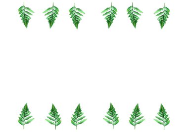 metin ve eğreltiotu yaprakları, üstten görünüm, metin, kopya alanı için yer için beyaz arka plan üzerinde düz lay,