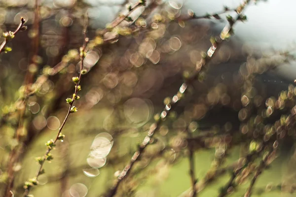 Ramas de primavera en un árbol con brotes hinchados y pequeñas hojas verdes, enfoque selectivo, bokeh, lente soviética Helios 44-2 —  Fotos de Stock