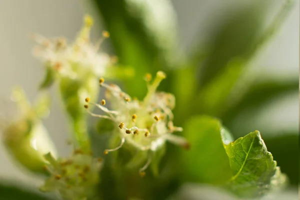 Fiori di ciliegio con foglie primo piano, pistilli e stami, tema primaverile. Spazio per testo, focus selettivo, concetto estivo — Foto Stock