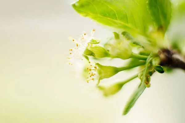 Fiori di ciliegio con foglie primo piano, pistilli e stami, tema primaverile. Spazio per testo, focus selettivo, concetto estivo — Foto Stock