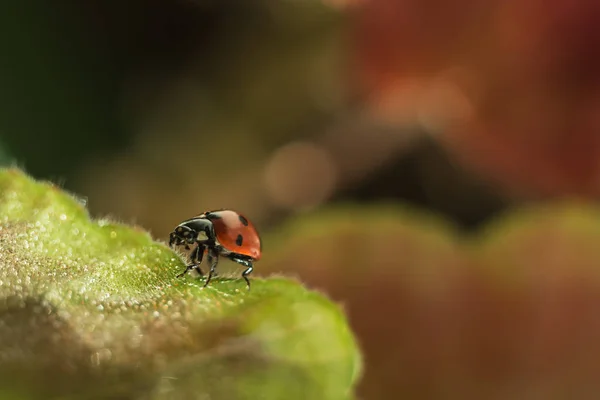 Joaninha em uma folha verde, macrofotografia, plano de close-up, gerânio vegetal e inseto — Fotografia de Stock