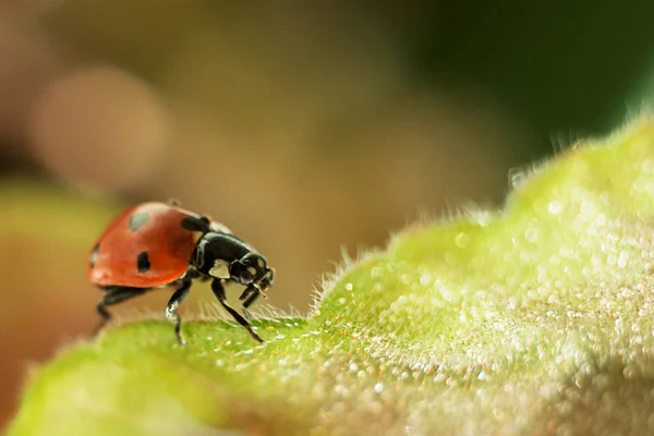 Lieveheersbeestje op een groen blad, macrofotografie, close-up plan, plant Geranium en insect — Stockfoto