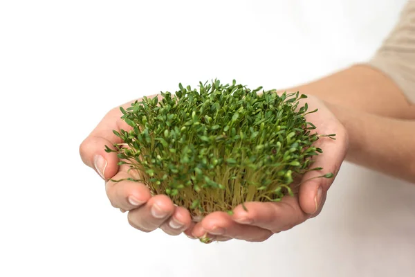 green plants in hand, germinated seeds of cress lettuce in the palm on a white background, isolate, vegetarianism, raw foods, vegan