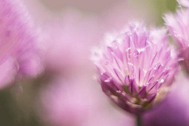 Lila çiçek, makro Shot, yaz güneşli gün turuncu kelebek. Yeşil yaprakları ile pembe arka plan. Seçmeli odak. yumuşak odaklama, bokeh, metin alanı