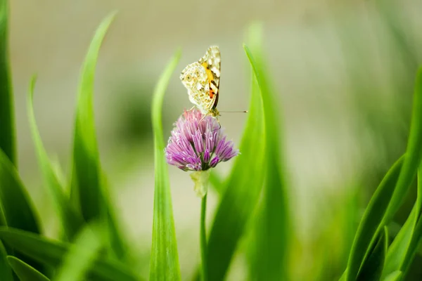 Farfalla Arancione Fiore Lilla Macro Shot Giornata Estiva Soleggiata Fondo — Foto Stock