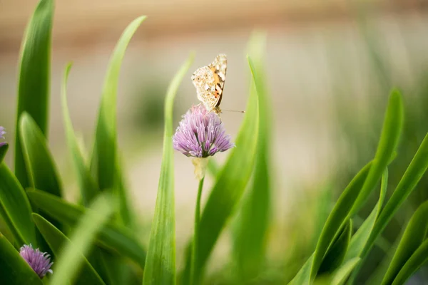 Mariposa Naranja Una Flor Lila Macro Disparo Día Soleado Verano —  Fotos de Stock