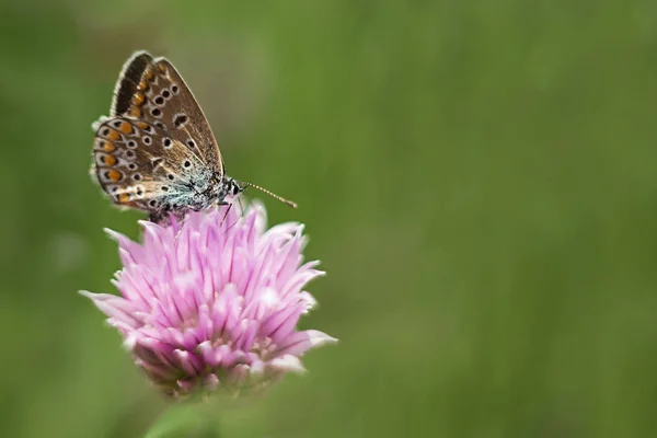 Borboleta Cor Laranja Uma Flor Cor Lilás Macrotiro Dia Ensolarado — Fotografia de Stock