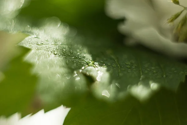 Gota de agua en una hoja verde, verdes frescos después de una lluvia, macrofotografía, un gran primer plano, enfoque selectivo, el lugar para el texto, un fondo —  Fotos de Stock