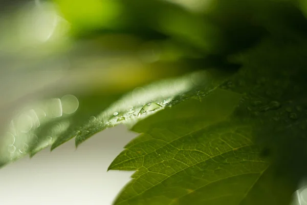 Gota de agua en una hoja verde, verdes frescos después de una lluvia, macrofotografía, un gran primer plano, enfoque selectivo, el lugar para el texto, un fondo —  Fotos de Stock