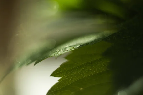 Gota de agua en una hoja verde, verdes frescos después de una lluvia, macrofotografía, un gran primer plano, enfoque selectivo, el lugar para el texto, un fondo —  Fotos de Stock