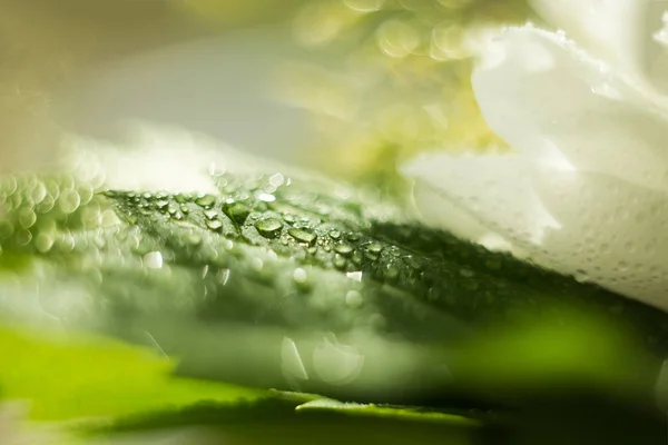 Gota de agua en una hoja verde, verdes frescos después de una lluvia, macrofotografía, un gran primer plano, enfoque selectivo, el lugar para el texto, un fondo —  Fotos de Stock