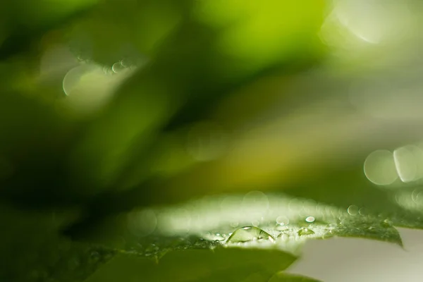 Gota de agua en una hoja verde, verdes frescos después de una lluvia, macrofotografía, un gran primer plano, enfoque selectivo, el lugar para el texto, un fondo —  Fotos de Stock