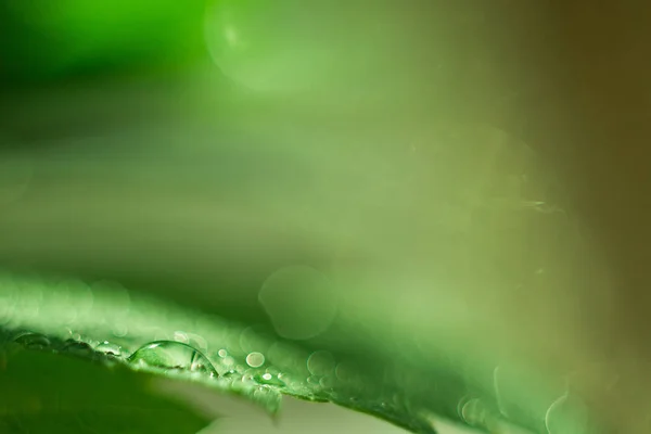 Gota de agua en una hoja verde, verdes frescos después de una lluvia, macrofotografía, un gran primer plano, enfoque selectivo, el lugar para el texto, un fondo — Foto de Stock