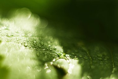 Yeşil bir yaprak üzerinde su damlası, yağmurdan sonra taze yeşillikler, makro çekim, büyük bir yakın çekim, seçici odak, metin için yer, bir arka plan