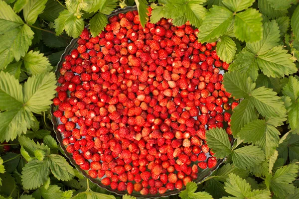 Morangueiro com folhas verdes e frutos vermelhos maduros, baga vermelha - Fragaria vesca . — Fotografia de Stock