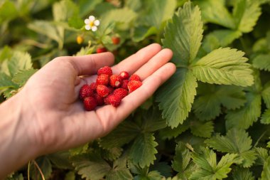 Yeşil yaprakları ve olgun kırmızı meyve, kırmızı meyve ile Çilek bitki - Fragaria vesca.