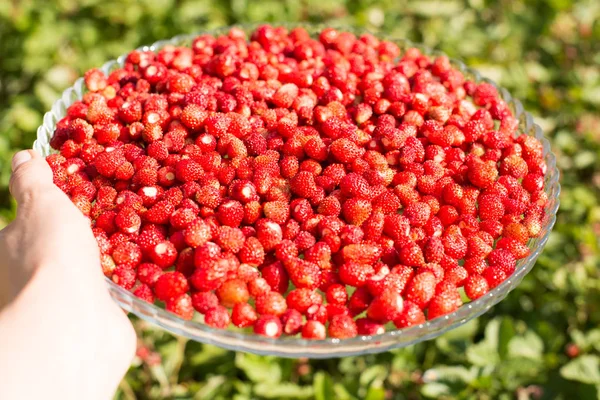 Morangueiro com folhas verdes e frutos vermelhos maduros, baga vermelha - Fragaria vesca . — Fotografia de Stock