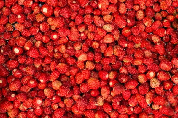 Jahodová rostlina se zelenými listy a zralými červenými plody, červená bobule-Fragaria vesca. — Stock fotografie