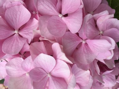 Ortanca macrophylla pembe çiçekleri.