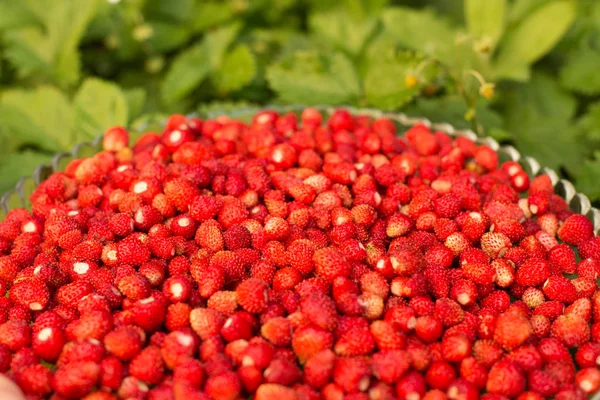 Morangueiro com folhas verdes e frutos vermelhos maduros, baga vermelha - Fragaria vesca . — Fotografia de Stock