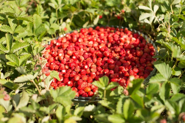 Strawberry plant with green leaves and ripe red fruits, red berry - Fragaria vesca. — Stock Photo, Image