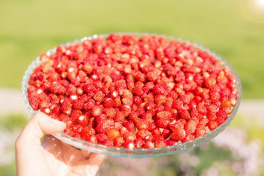 Yeşil yaprakları ve olgun kırmızı meyve, kırmızı meyve ile Çilek bitki - Fragaria vesca.